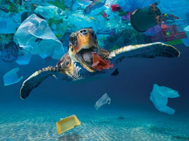 Plastic Pollution